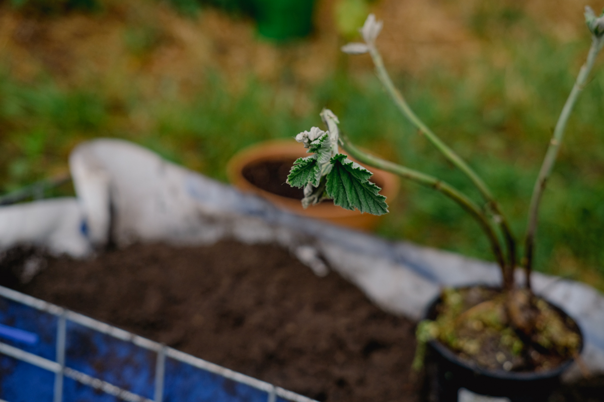 Neues Blatt einer Pflanze, im Hintergrund ein Pflanzkorb mit brauner Erde. 